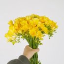 팜팜스토어 | 동네한바퀴 김해 꽃농장 어디? 튤립농부 플라워팜팜 꽃 구매하기