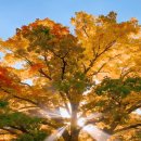 숙부님이 보내주신 아름다운 글(사륙문과 고시)에 감탄하며 올리는 감사의 글 ⑦ [謝孤鶩亭叔父惠四六及古詩詩序] 이미지