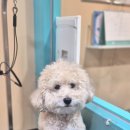 멍블리 펫 이미지