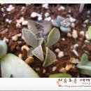 경록사