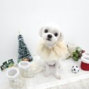 섬댕 강아지 미용실 이미지