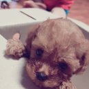 빠찌애견 이미지