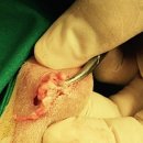 래플즈 동물병원 이미지