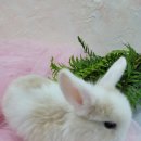 파리바게뜨 부산기장점 이미지