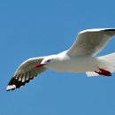 갈매기꿈 이미지