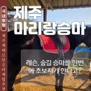 마리랑승마 | 제주 말타기 체험 추천 마리랑승마