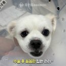 임프로동물병원 | 강아지 십자인대 파열 CTWO 수술 동물병원, 뒷다리 절뚝임 치료 케이스