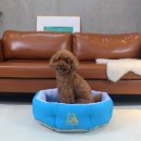 스윗테일 이미지