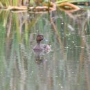 서산의 적갈색흰죽지(Ferruginous Duck) 이미지