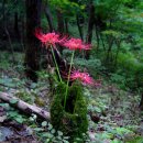 들녁의 하얀집 이미지