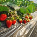 한터농원 영농조합법인 이미지