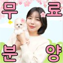 애견갤러리 강아지분양 애견샵 | 부평펫샵 애견분양 강아지 반려견 입양 과정 후기