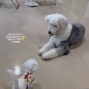 몽몽(MongMong) 이미지