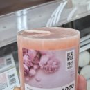 피오나 티스토리