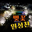 핫플 벚꽃구경 천안 원성천 벚꽃 만개 드론촬영 야간, 주간 모두 1년에 한번은 꼭 가봐야하는 명소가 되었다... 가볼만한곳 핫스팟 이미지