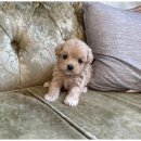 도그메리트 강아지 이미지