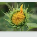 신원양지마을 이미지