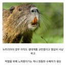 한국에서 뉴트리아 개체수가 급감하는 이유 이미지