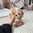 강아지분양 올리펍스 강남점 이미지