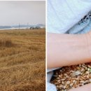 천년보리