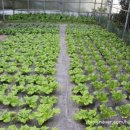 육값하네식육가든 | 제주도 맛집 육값하네식육가든에서 경험한 제주도의 맛과 정성