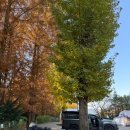 파주기산캠프 | 서울근교 파주 애견동반 캠핑장 1박2일 - 기산캠프 오토캠핑장 메타세콰이어 뷰