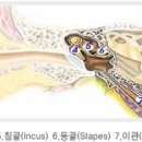 금강디지털보청기 이미지