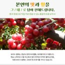 가야산토종보리수마을 | [천식에좋은음식] "가야산토종보리수마을" 보리수청 후기