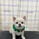 탱스땡스 이미지