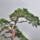 일송 이미지