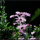 벌과나비 이미지