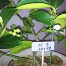 레몬트리 이미지