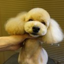 보우동물병원 이미지