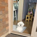 코쿠멍 | [연천]연천애견펜션 독채 &#39;코쿠멍&#39;