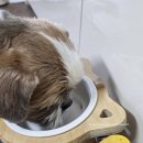 멍청하개 이미지