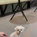 두젠틀 이미지
