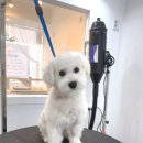 아름답개 이미지