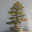 천부사