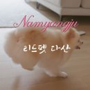 리드펫 이미지