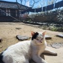 도래마을 옛집