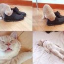 발꼬랑 이미지