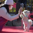 반려동물 테마공원 화장실 이미지