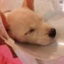 오원석 황금동물병원 이미지