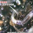 신한방