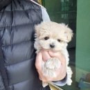 바나개 강아지 고양이 마포점 이미지