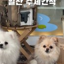 맘마드멍 이미지