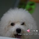 서면펫살롱 | 비숑프리제 미용! 대전 비숑프리제 도로시의 부산 서면애견샵 펫살롱 방문후기