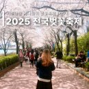 벚꽃 축제 개화 시기 2025 일정 3월 4월 열리는 전국 봄꽃 행사 TOP7 가볼만한곳 리스트 정보
