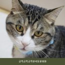 금쪽금쪽금쪽반려동물병원 네이버블로그