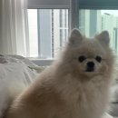 코코바리